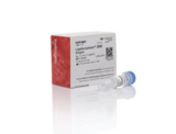 Lipofectamine™ 2000 Transfection Reagent(脂质体转染试剂）