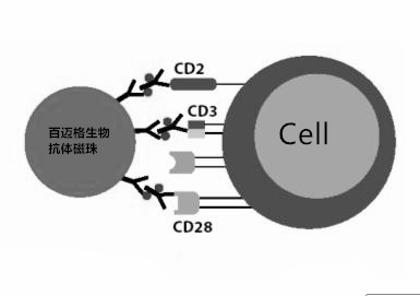 CD34抗体磁珠